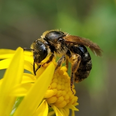 Halictus