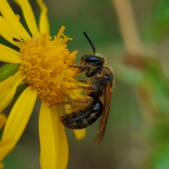 Halictus