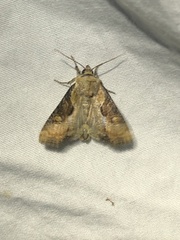 Lateroligia ophiogramma