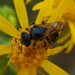 Halictus