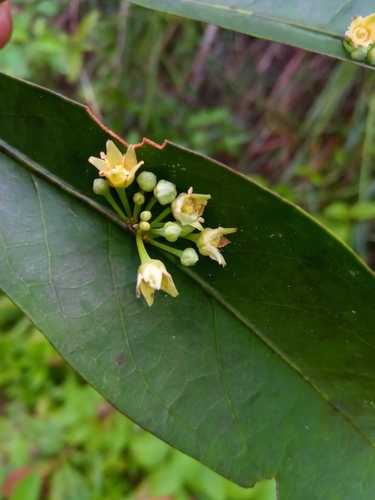 Polycardia lateralis