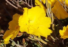 Hibbertia stenophylla