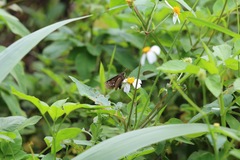 Caltoris cahira austeni