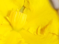 Hibbertia stenophylla