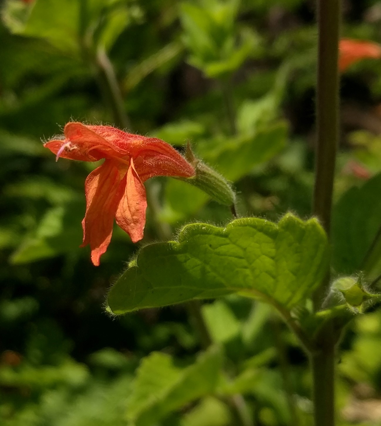 Clinopodium mimuloides