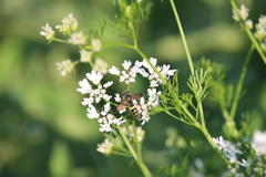 Cerceris atramontensis