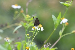 Rapala varuna formosana