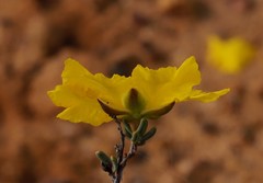 Hibbertia stenophylla