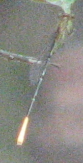 Cream-tipped Swampdamsel photo 2