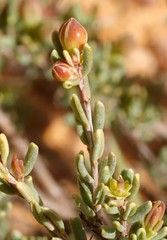 Hibbertia stenophylla