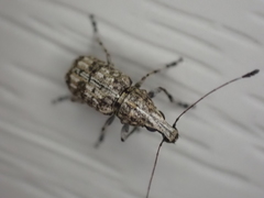 Meconemus infuscatus
