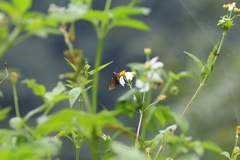 Caltoris cahira austeni