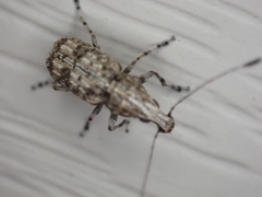 Meconemus infuscatus