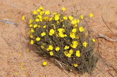 Hibbertia stenophylla