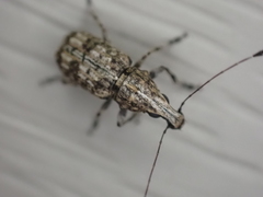 Meconemus infuscatus