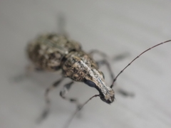 Meconemus infuscatus