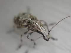 Meconemus infuscatus