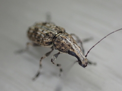 Meconemus infuscatus