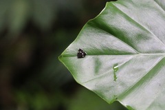 Alampla arcifraga