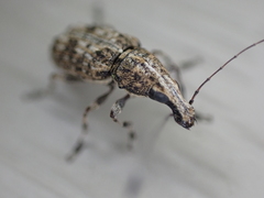 Meconemus infuscatus