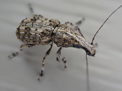 Meconemus infuscatus