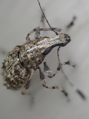 Meconemus infuscatus
