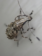 Meconemus infuscatus
