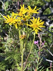 Senecio lugens