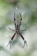 Argiope ocula