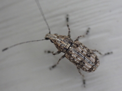 Meconemus infuscatus