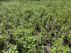 Stachys pilosa