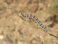 Heliothis phloxiphaga