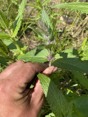 Stachys pilosa