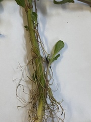 Stachys pilosa