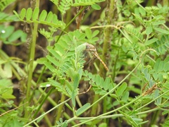 Sympetrum corruptum