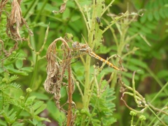 Sympetrum corruptum