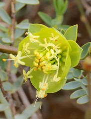 Pimelea aeruginosa
