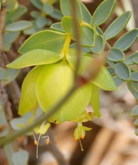 Pimelea aeruginosa