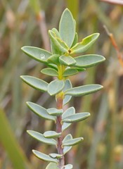 Pimelea aeruginosa