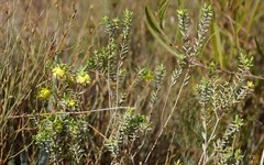 Pimelea aeruginosa