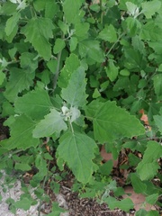 Chenopodium album