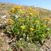 Northern Goldenrod - Photo (c) Matt Lavin, some rights reserved (CC BY-SA)