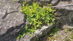 Polygonatum biflorum