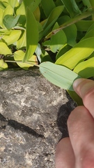 Polygonatum biflorum