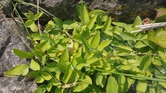 Polygonatum biflorum