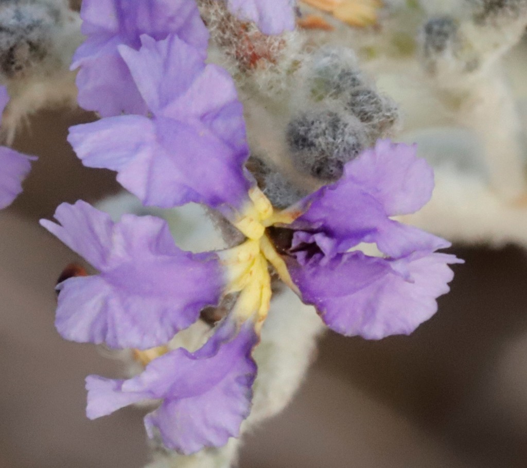 Dampiera salahae