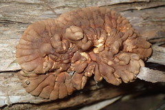 Hypocreopsis amplectens