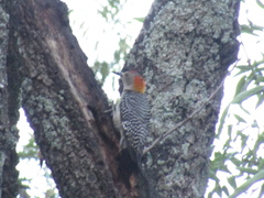 Melanerpes aurifrons