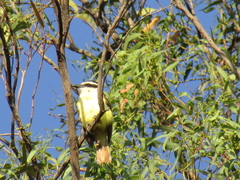 Pitangus sulphuratus