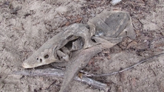 Acipenser fulvescens